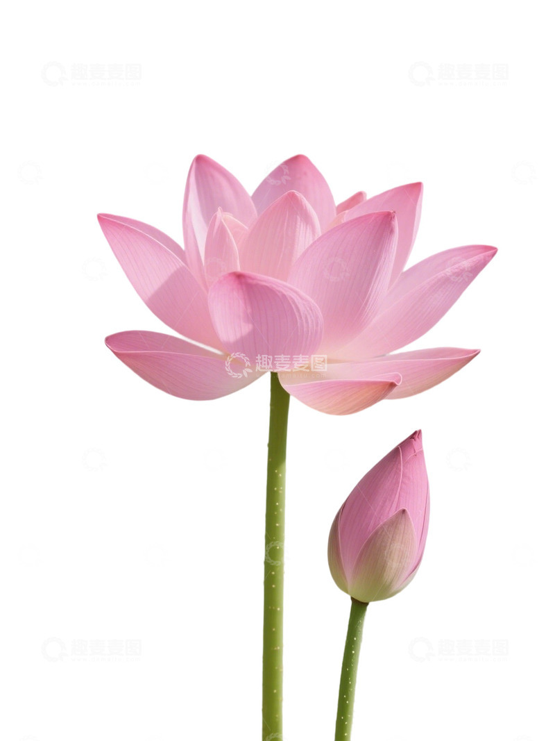 高清大图下载【趣麦麦图】荷花免扣素材111