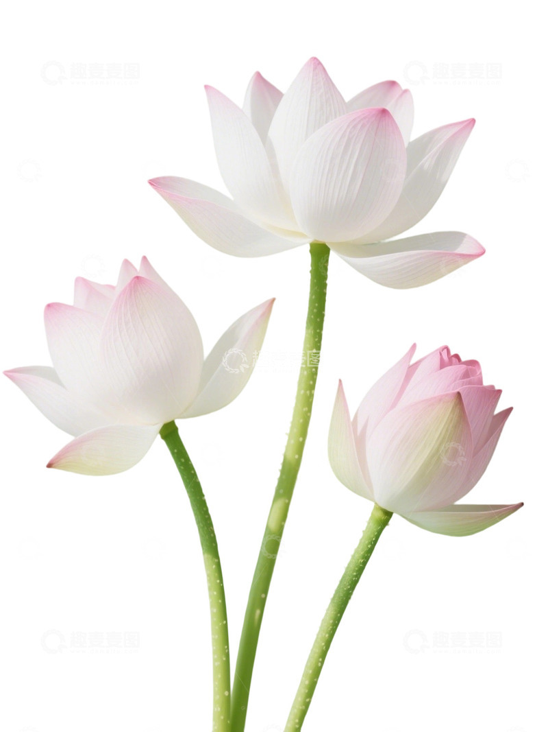 高清大图下载【趣麦麦图】荷花免扣素材61