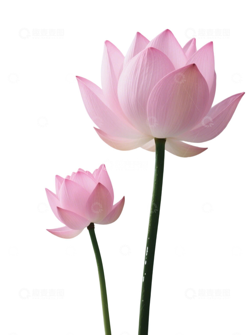 高清大图下载【趣麦麦图】荷花免扣素材120