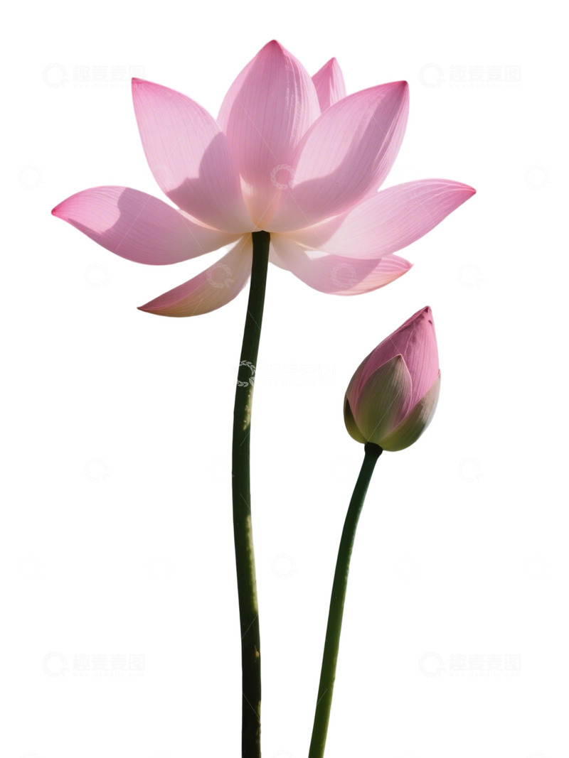 高清大图下载【趣麦麦图】荷花免扣素材107