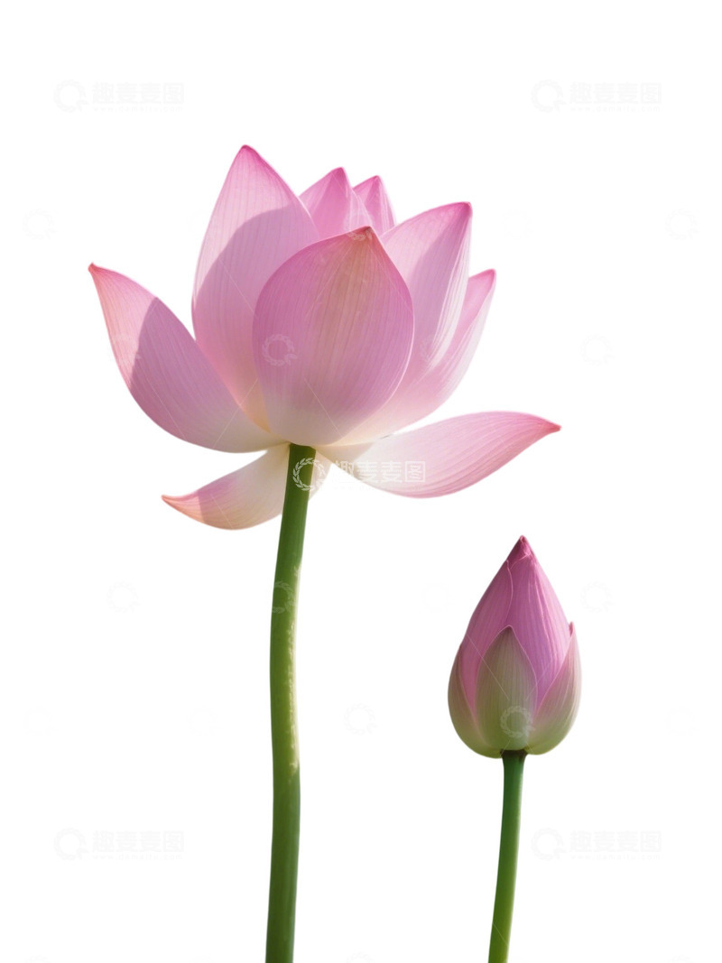 高清大图下载【趣麦麦图】荷花免扣素材133