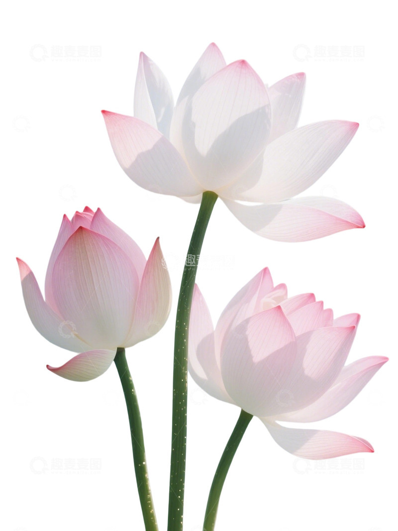 高清大图下载【趣麦麦图】荷花免扣素材84