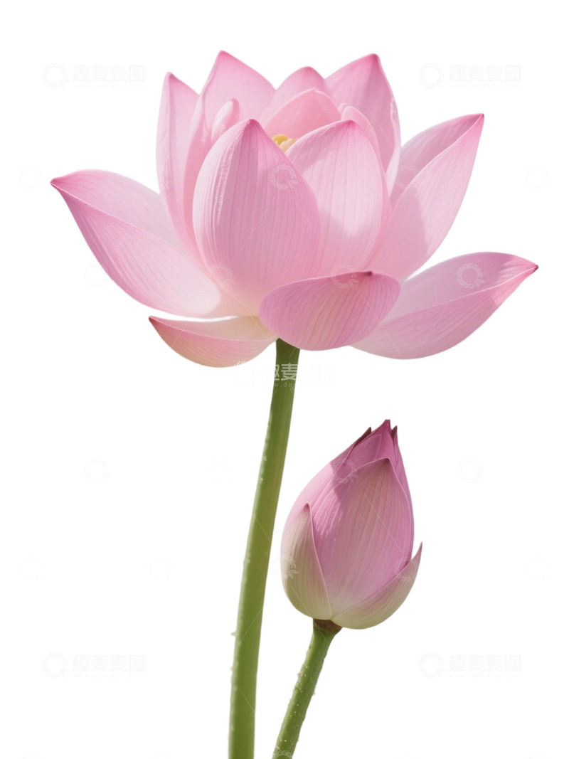 高清大图下载【趣麦麦图】荷花免扣素材144