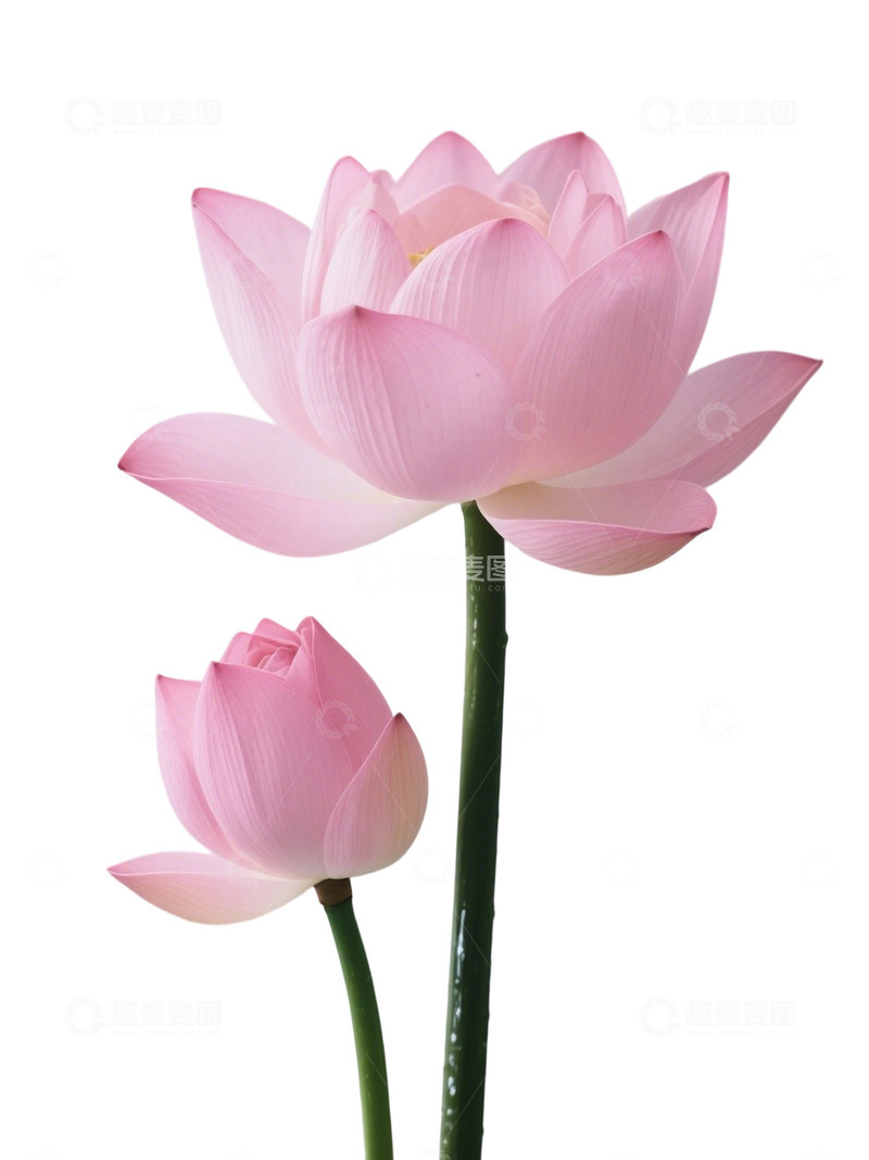 高清大图下载【趣麦麦图】荷花免扣素材131