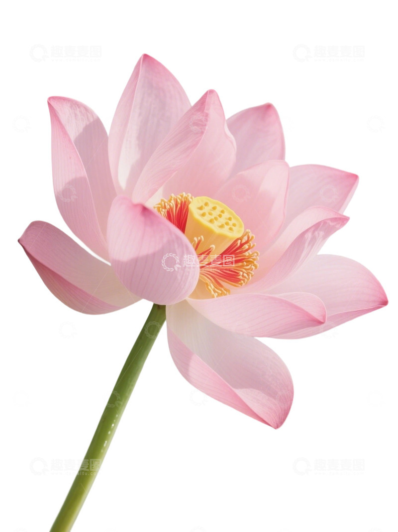 高清大图下载【趣麦麦图】荷花免扣素材90