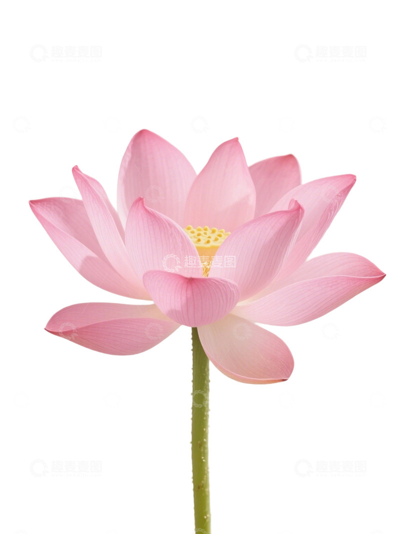 荷花免扣素材159