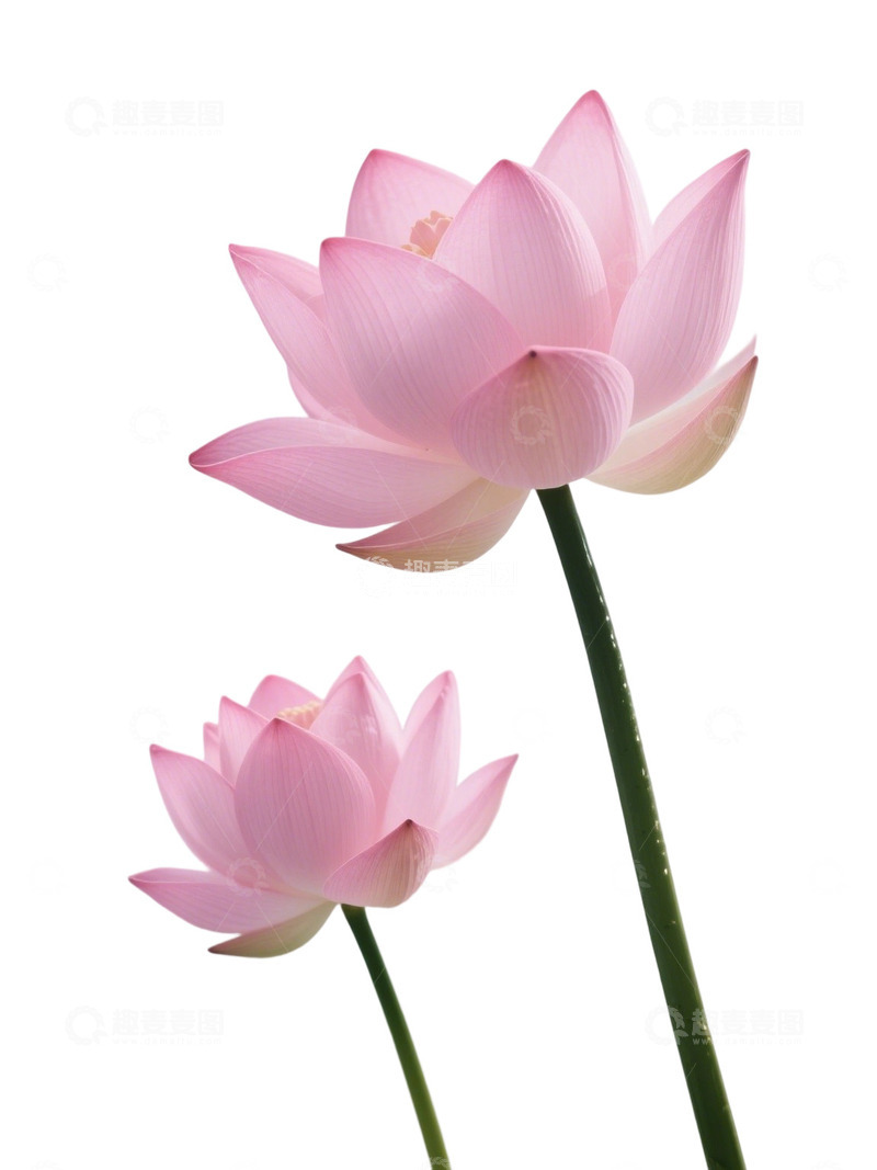 荷花免扣素材136