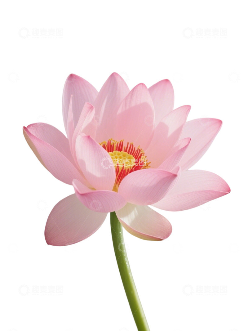 高清大图下载【趣麦麦图】荷花免扣素材97