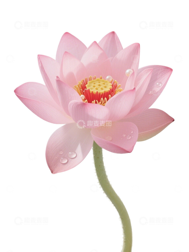 高清大图下载【趣麦麦图】荷花免扣素材109