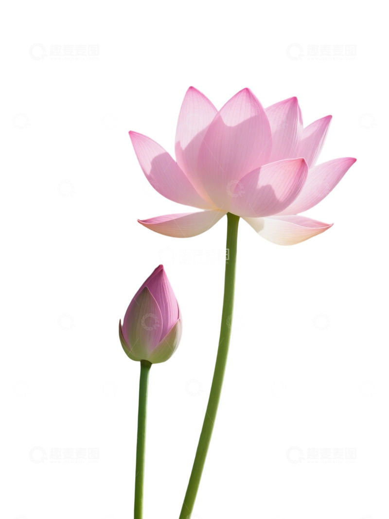 高清大图下载【趣麦麦图】荷花免扣素材122