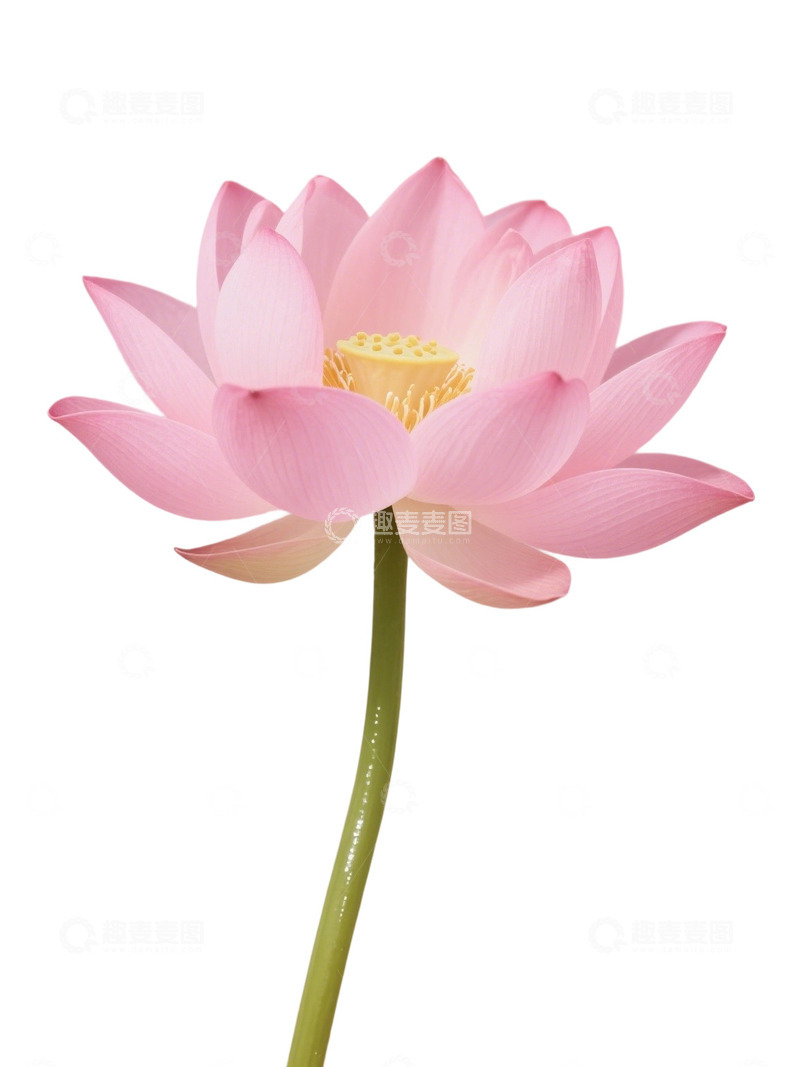 高清大图下载【趣麦麦图】荷花免扣素材154