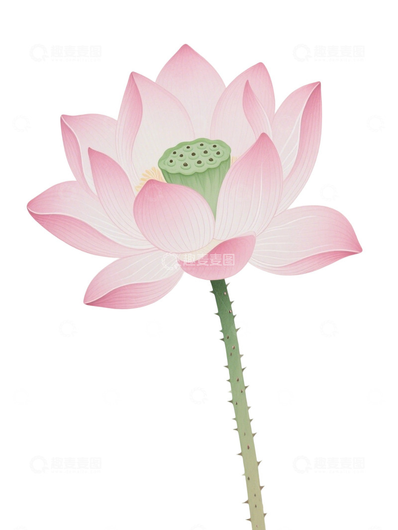 荷花免扣素材196