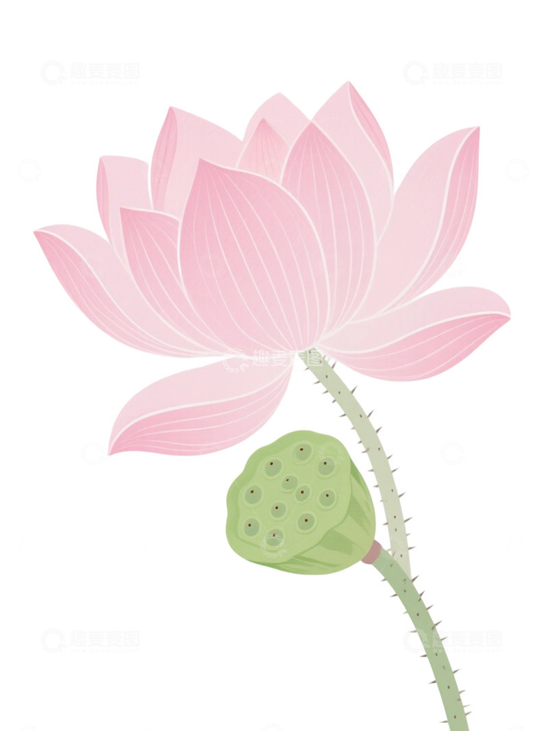 高清大图下载【趣麦麦图】荷花免扣素材188
