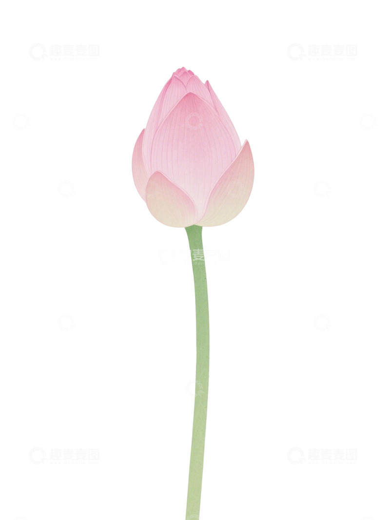 高清大图下载【趣麦麦图】荷花免扣素材215