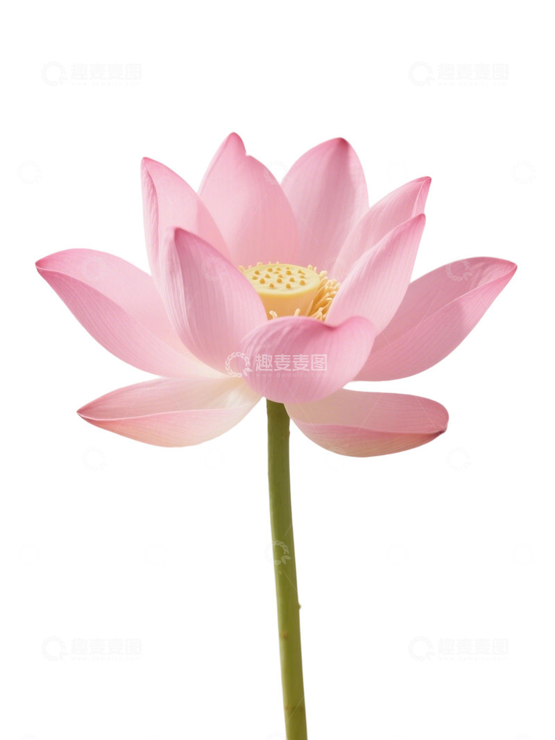 荷花免扣素材179