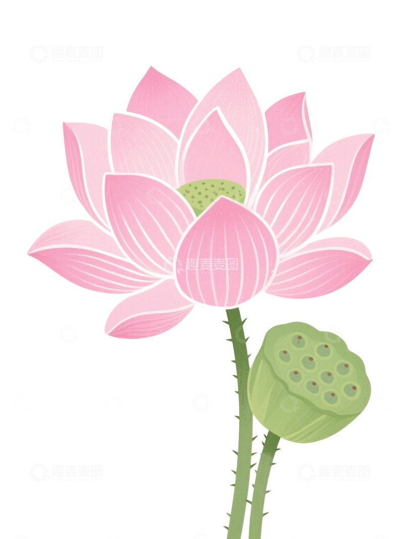高清大图下载【趣麦麦图】荷花免扣素材181