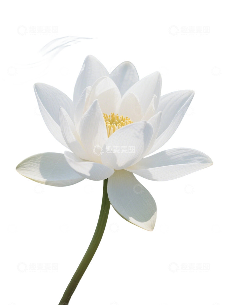 荷花免扣素材165