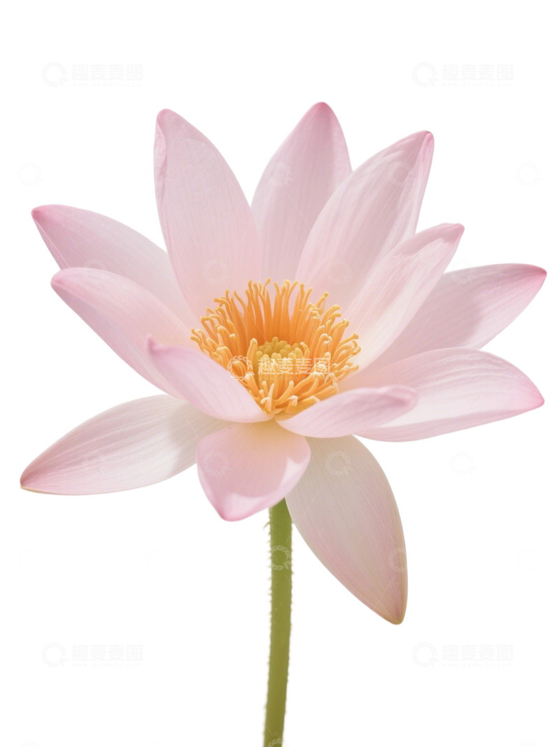 荷花免扣素材245