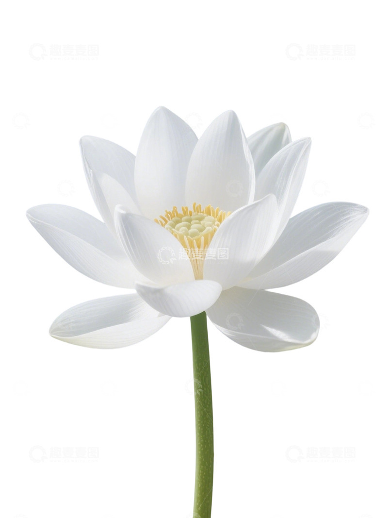 高清大图下载【趣麦麦图】荷花免扣素材168