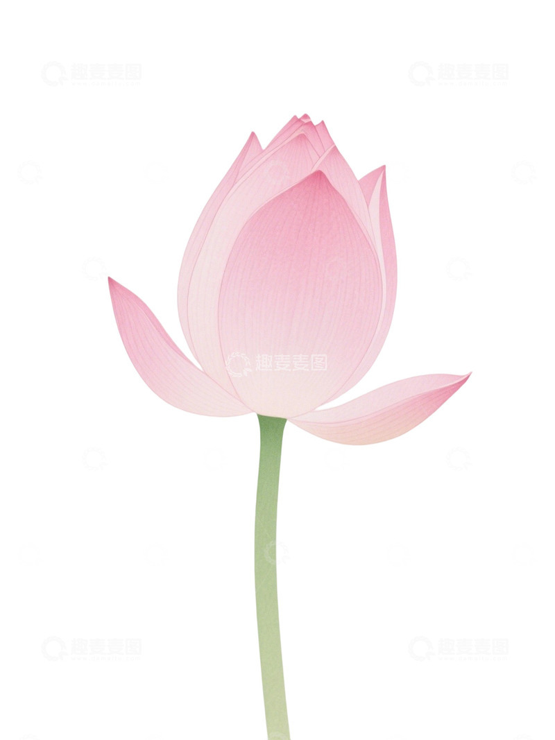 高清大图下载【趣麦麦图】荷花免扣素材239