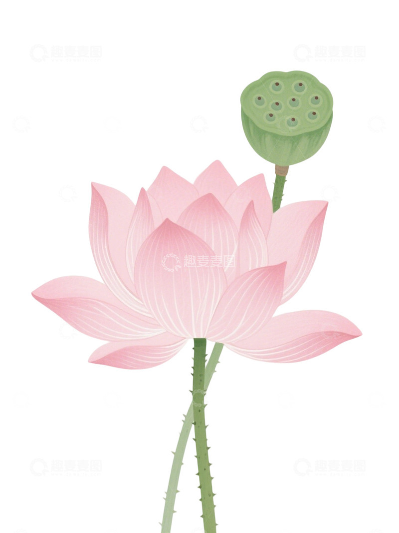 高清大图下载【趣麦麦图】荷花免扣素材205