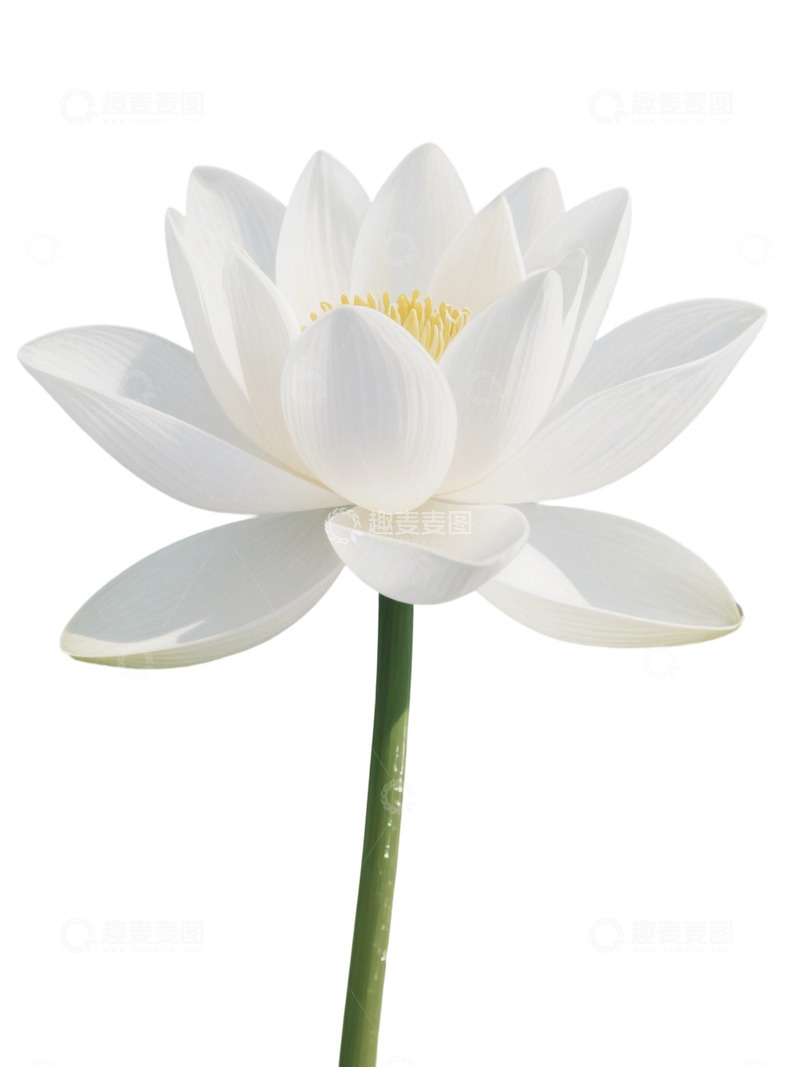 高清大图下载【趣麦麦图】荷花免扣素材167