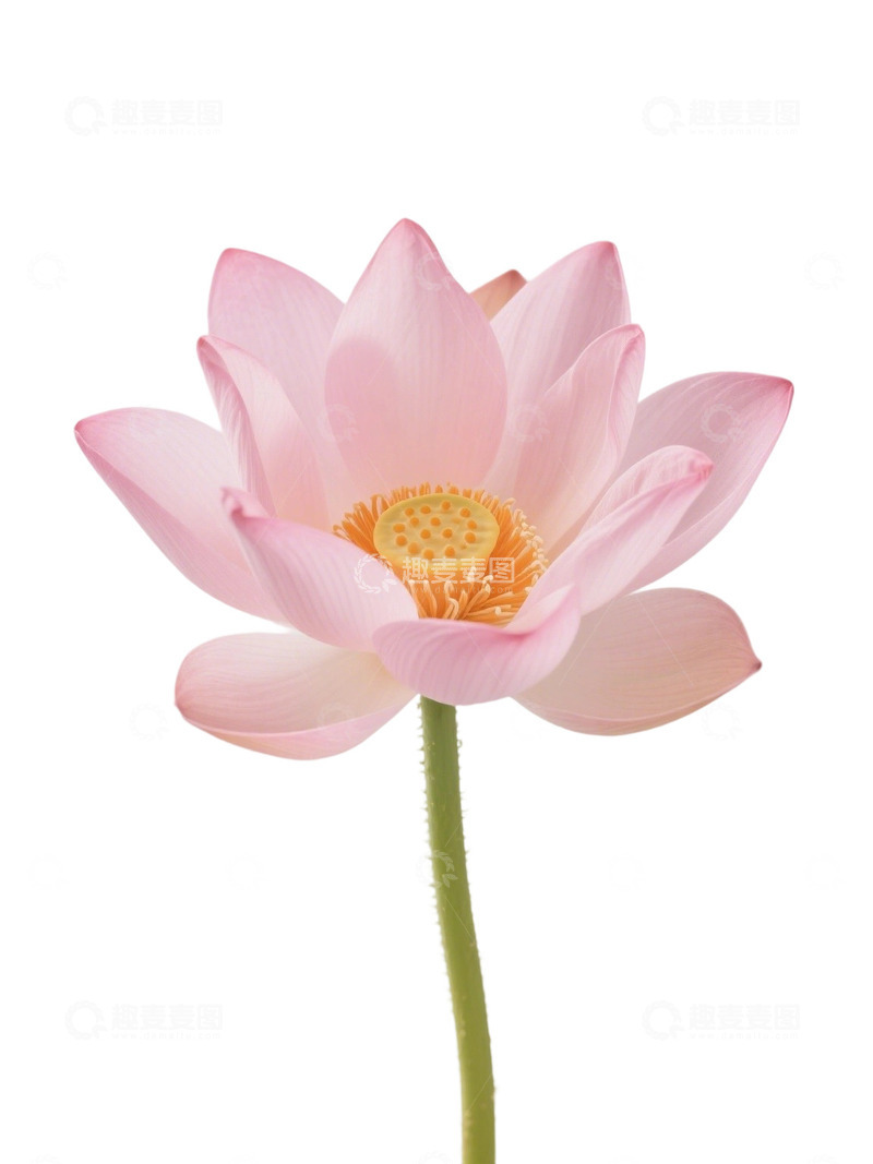 高清大图下载【趣麦麦图】荷花免扣素材244