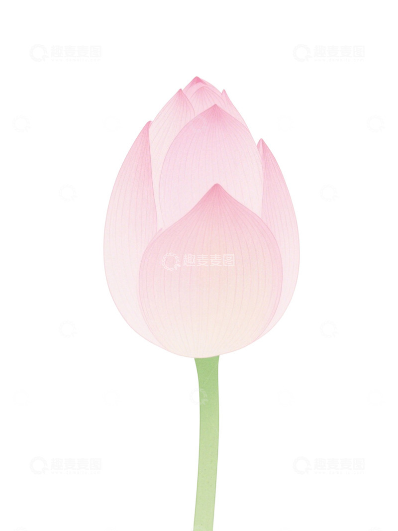 高清大图下载【趣麦麦图】荷花免扣素材236