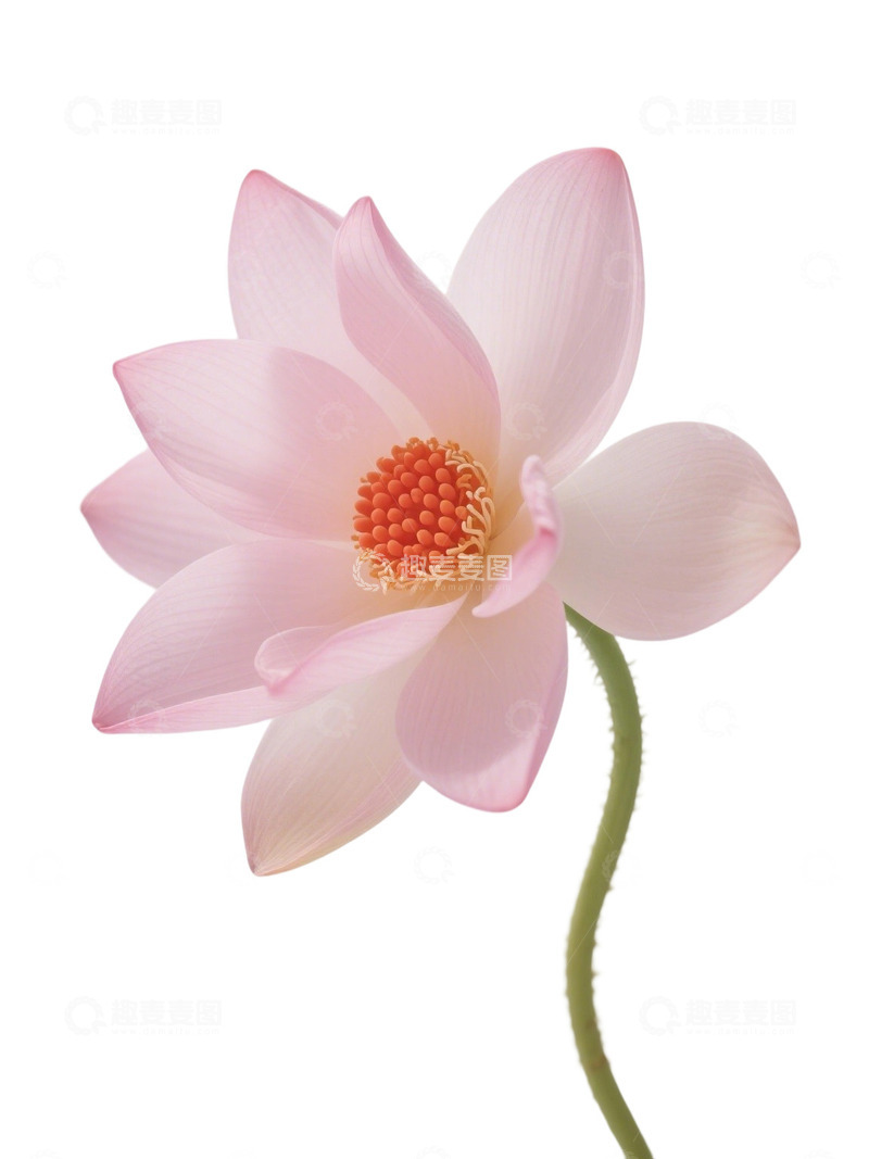 高清大图下载【趣麦麦图】荷花免扣素材240