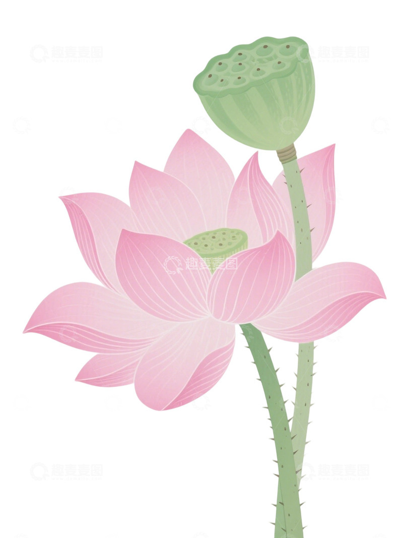 高清大图下载【趣麦麦图】荷花免扣素材197