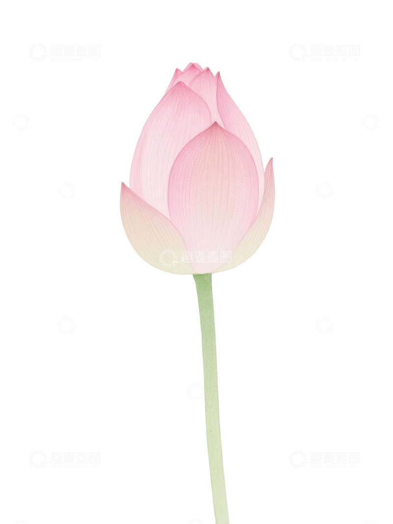 荷花免扣素材237