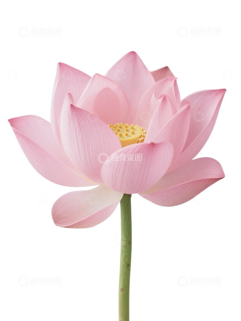 高清大图下载【趣麦麦图】荷花免扣素材164