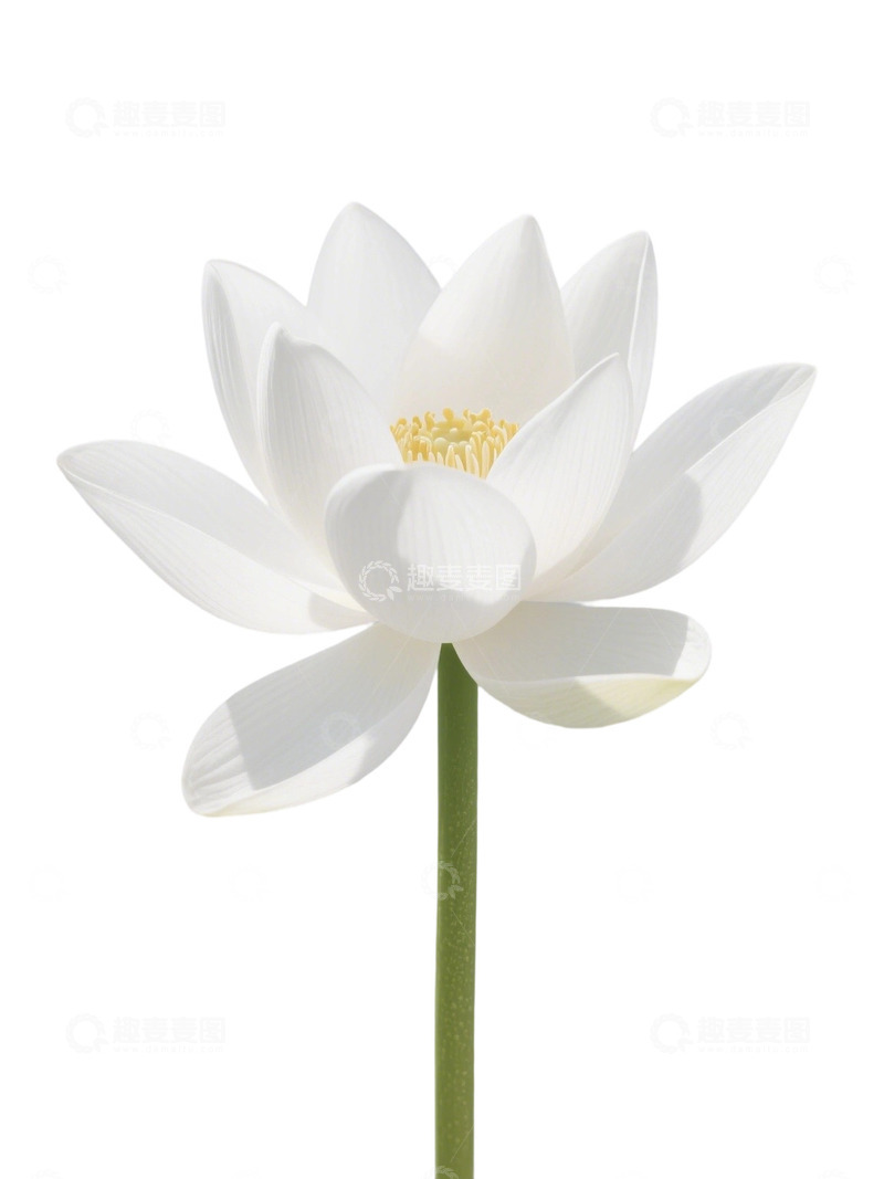 高清大图下载【趣麦麦图】荷花免扣素材150