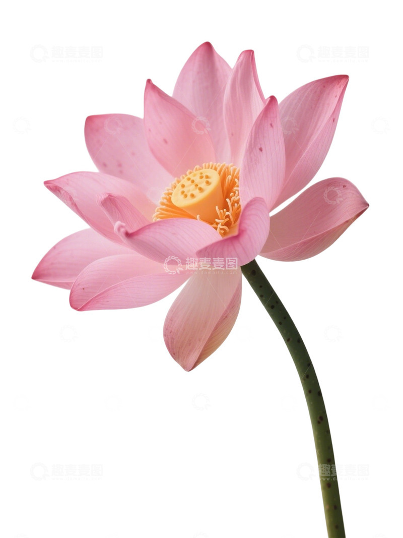 高清大图下载【趣麦麦图】荷花免扣素材256