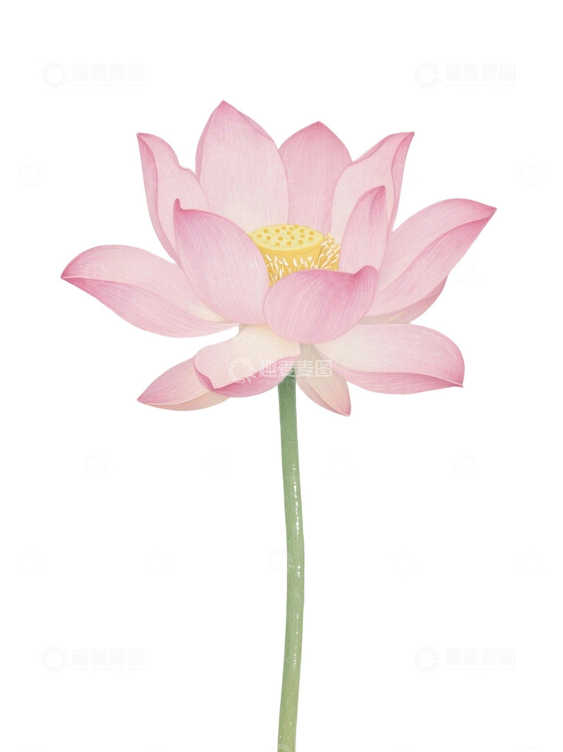 荷花免扣素材173