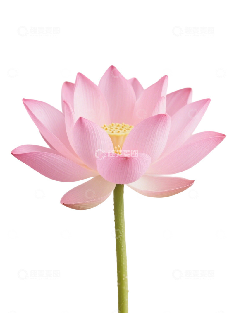 荷花免扣素材176