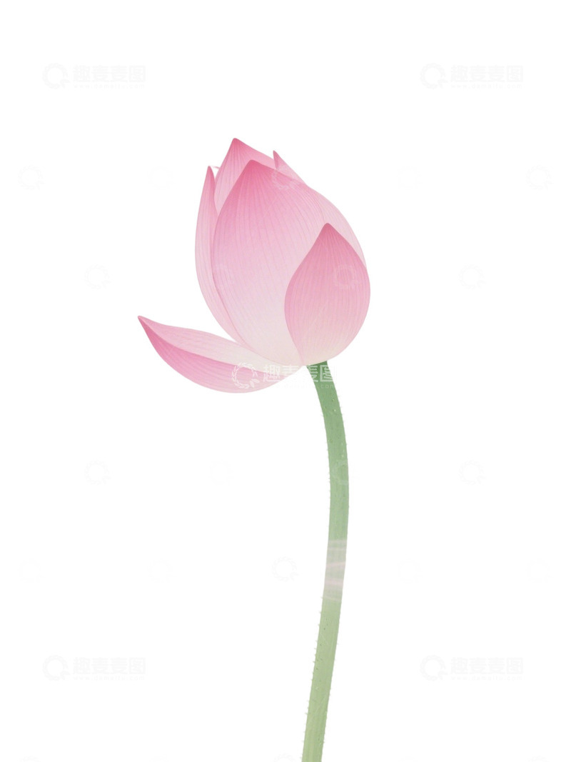 高清大图下载【趣麦麦图】荷花免扣素材212