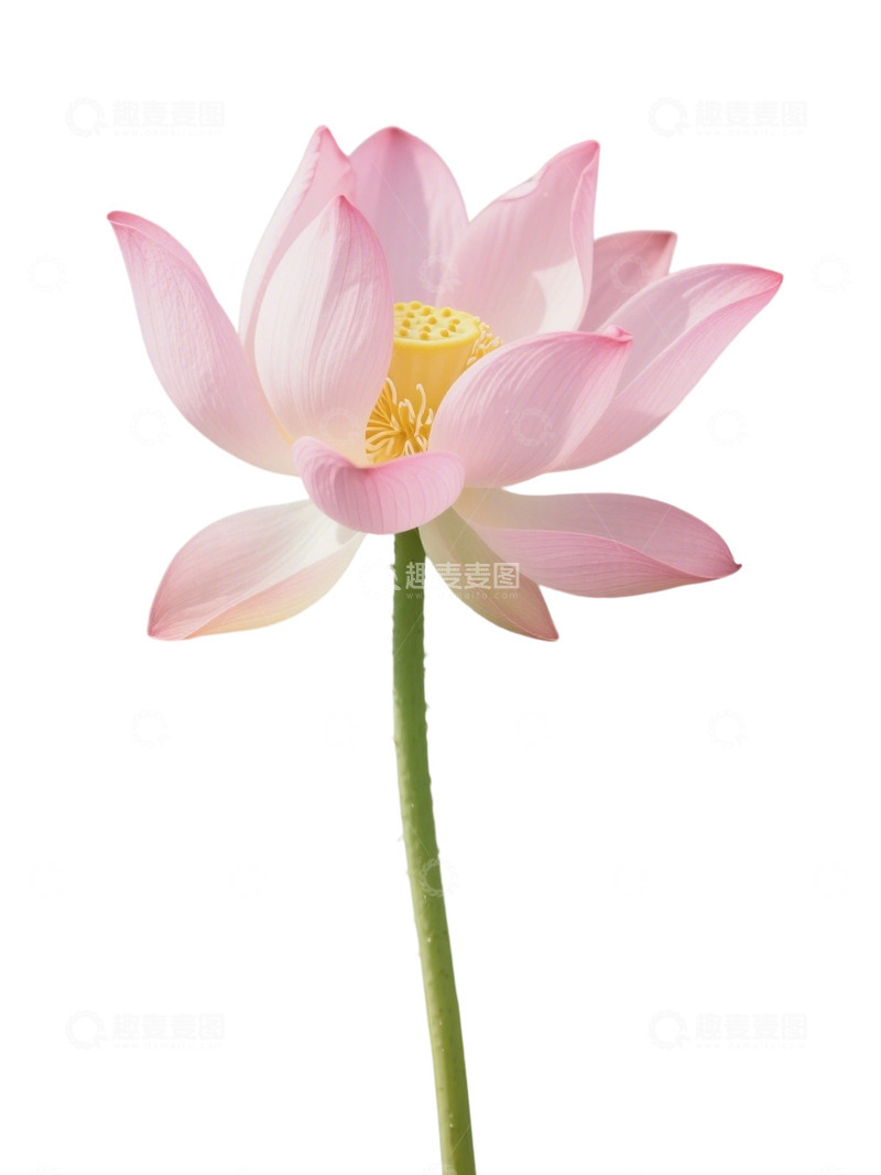 高清大图下载【趣麦麦图】荷花免扣素材161