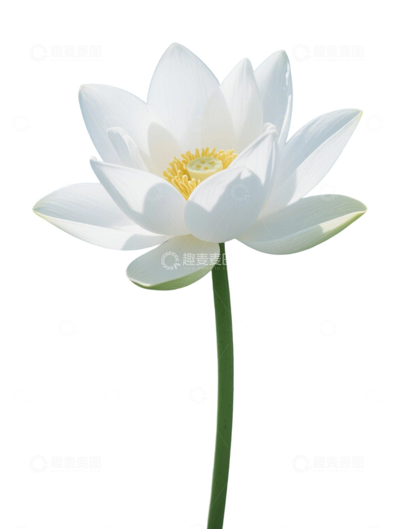 高清大图下载【趣麦麦图】荷花免扣素材169