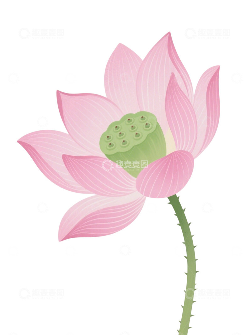 高清大图下载【趣麦麦图】荷花免扣素材202