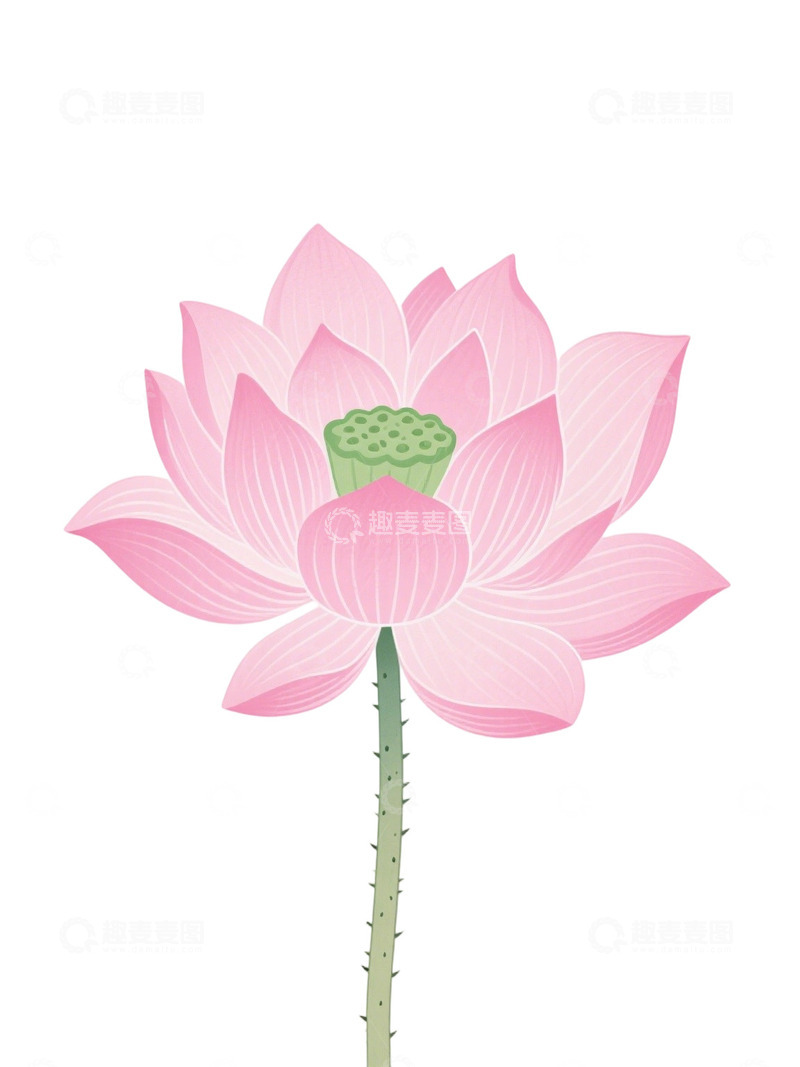 高清大图下载【趣麦麦图】荷花免扣素材184