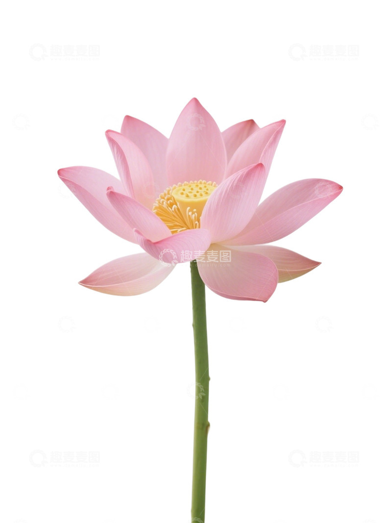 高清大图下载【趣麦麦图】荷花免扣素材249