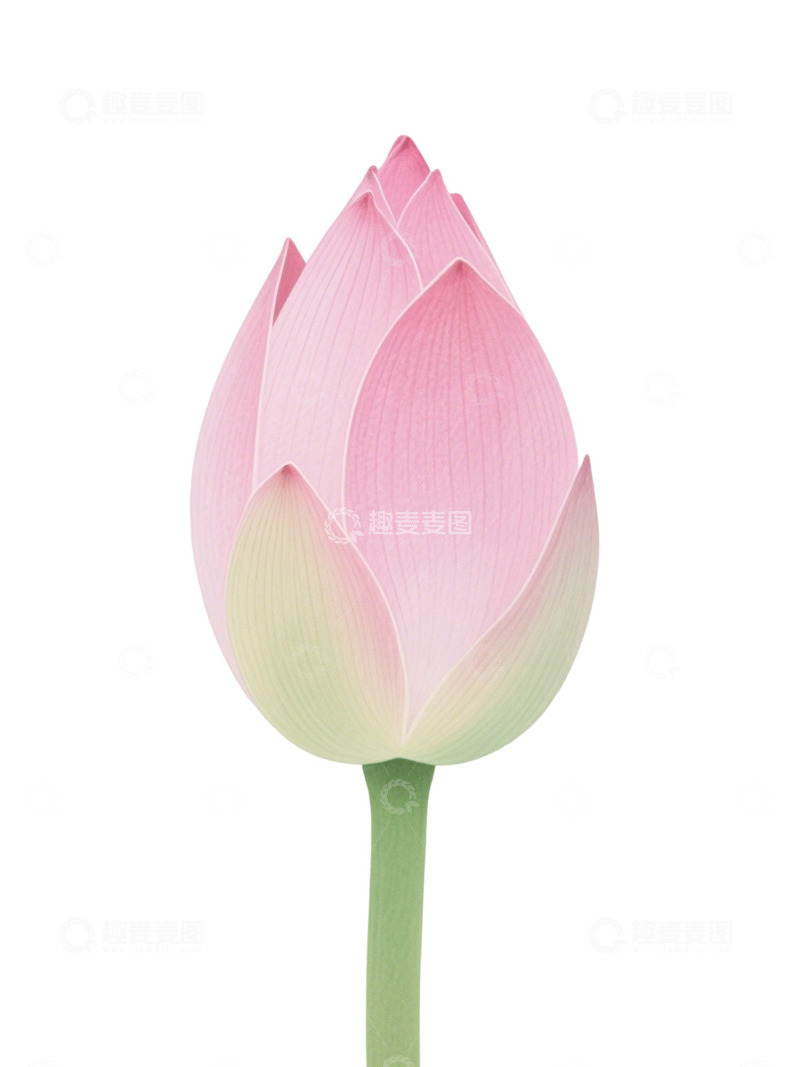 高清大图下载【趣麦麦图】荷花免扣素材217