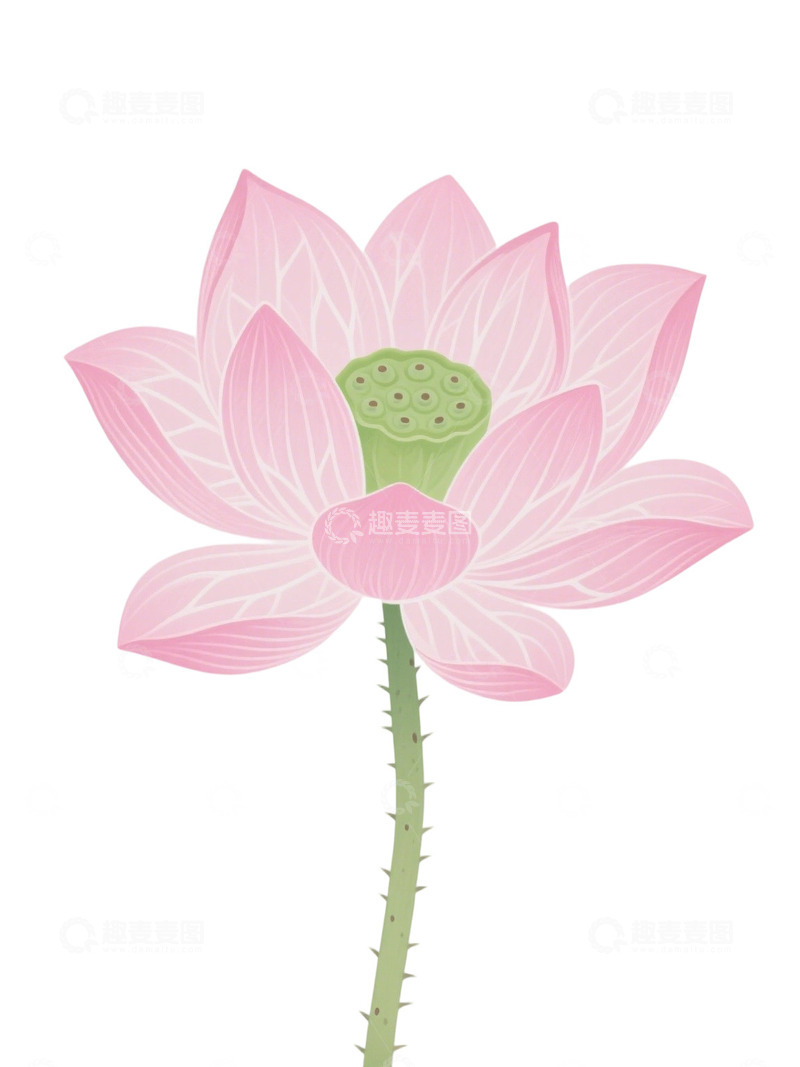 高清大图下载【趣麦麦图】荷花免扣素材191