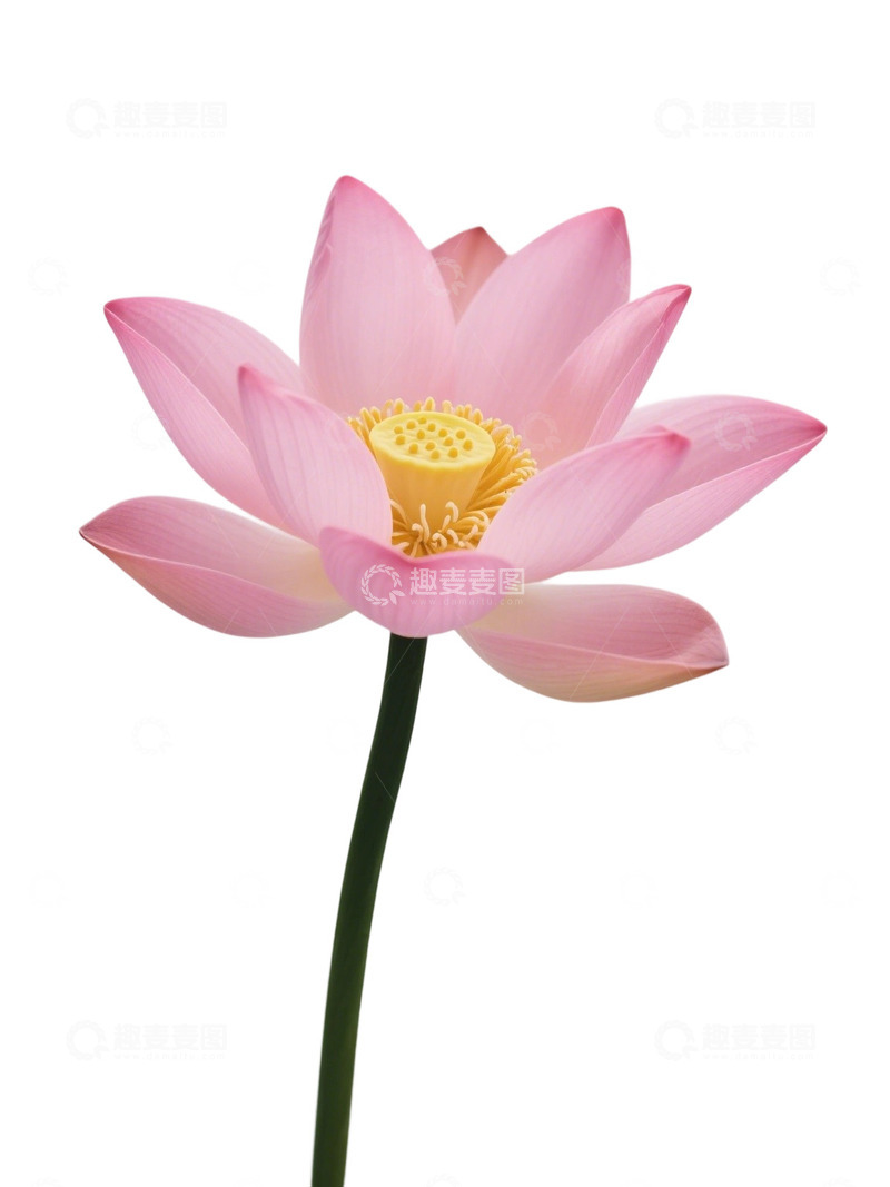 荷花免扣素材257