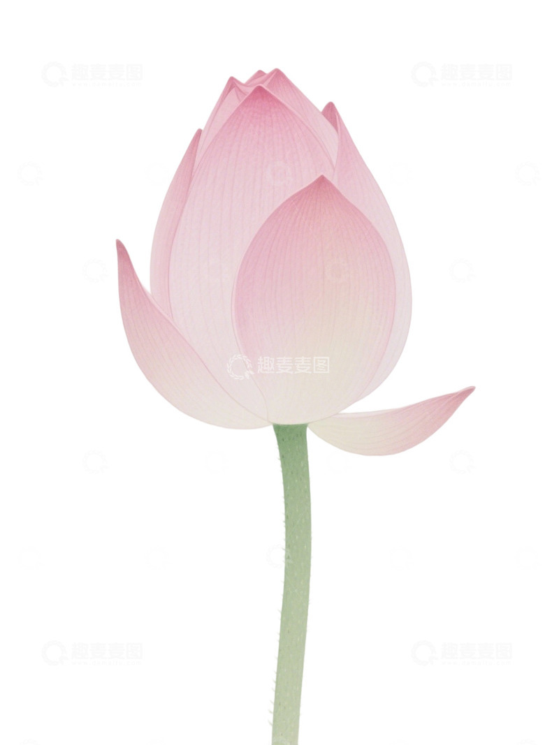 荷花免扣素材210