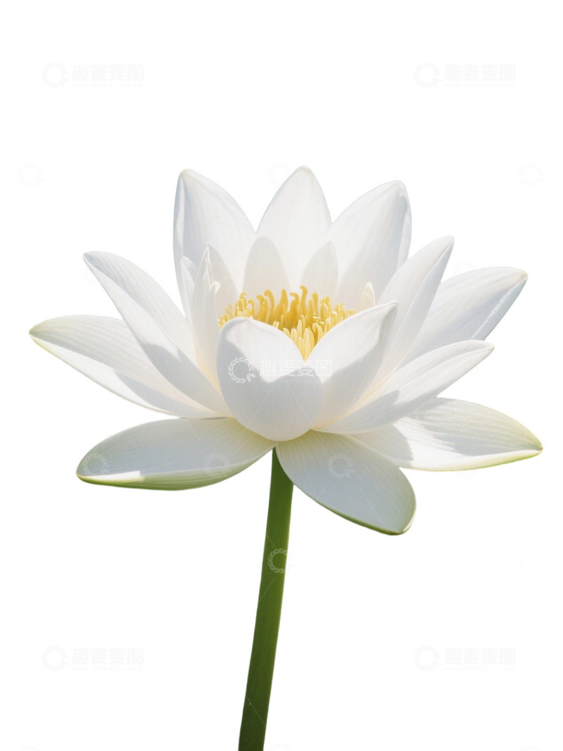 荷花免扣素材152