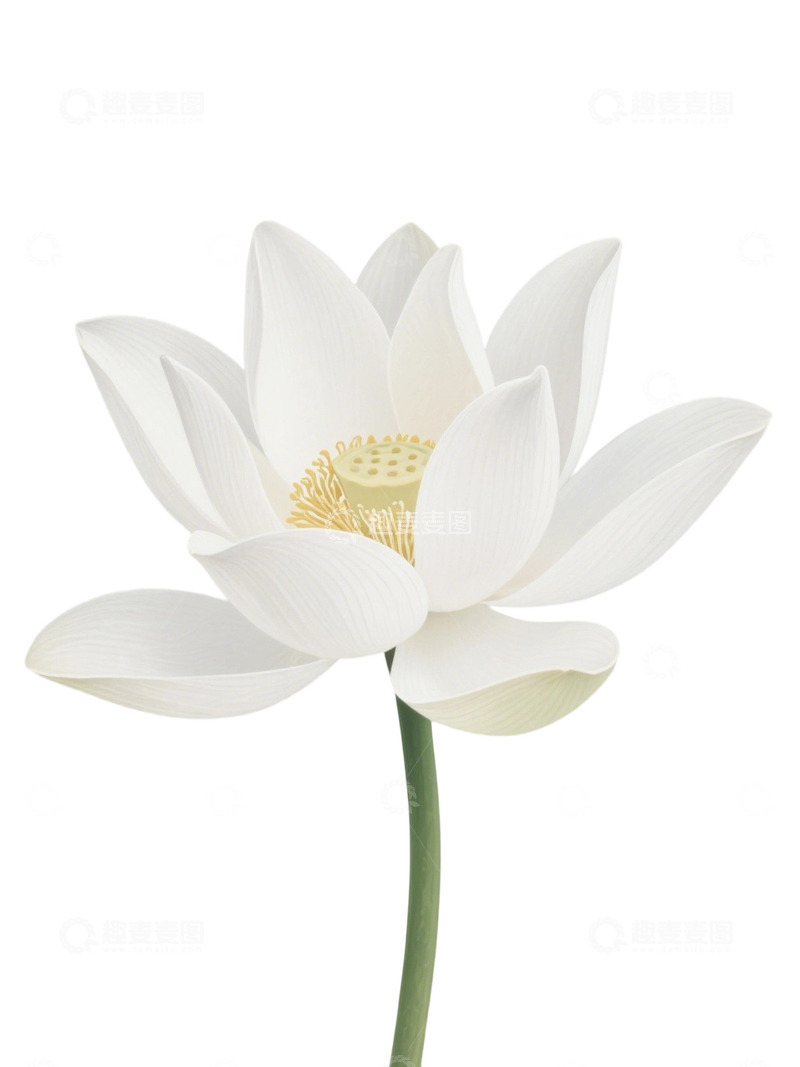 荷花免扣素材166