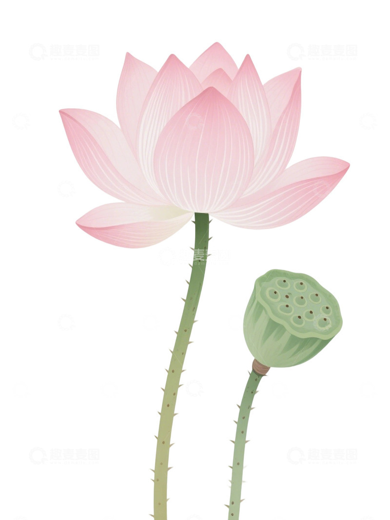 高清大图下载【趣麦麦图】荷花免扣素材199