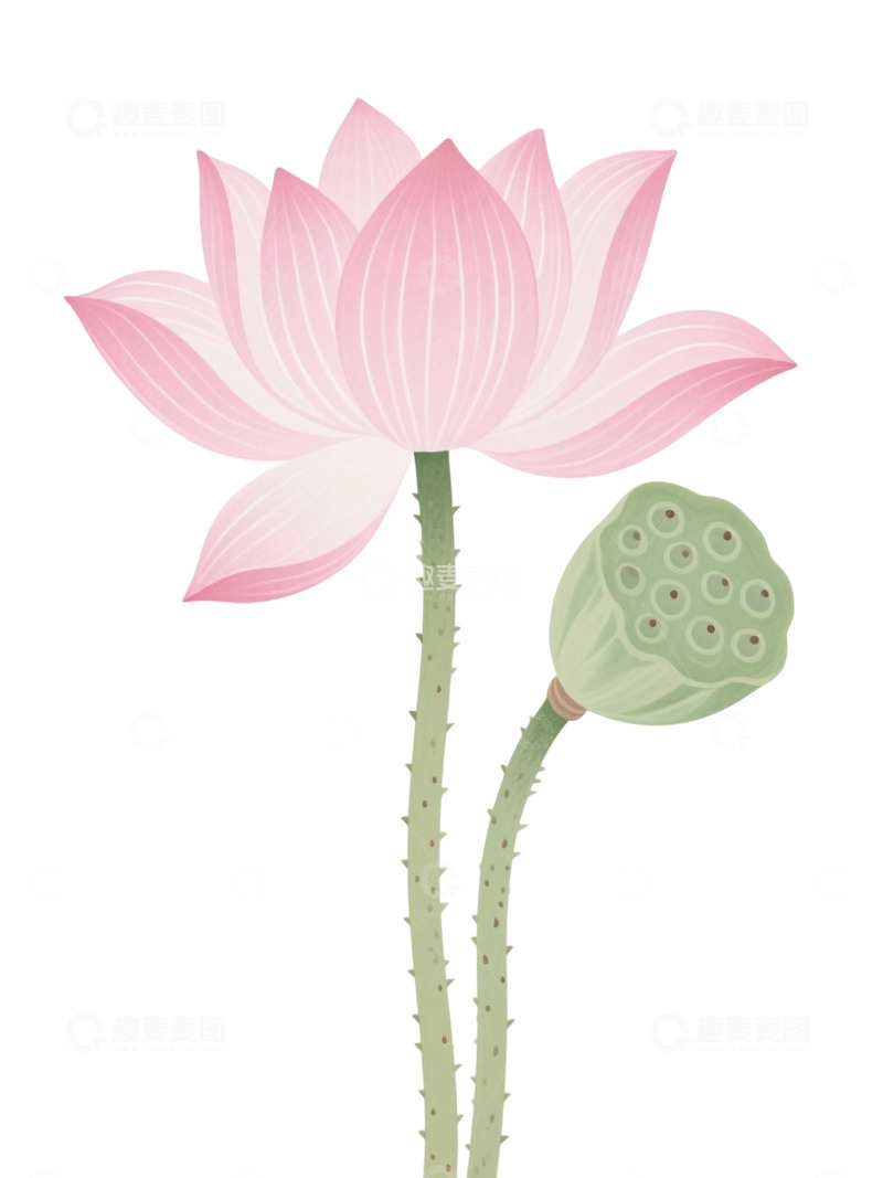 高清大图下载【趣麦麦图】荷花免扣素材186